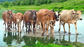 Menggiring Sapi Lembu Gembala di Tengah Hujan Deras ketika pulang Ke Kandang Hewan - Bunyi sapi lucu