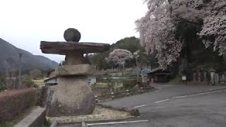 20190417_[4K]妙覚寺の大桜（木曽郡大桑村）