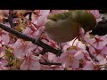 桜にメジロ