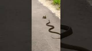 मेढक का पीछा करता हुआ सांप mendhak ka Picha red snake #snake_rescue_video  #sarp_mitra_sushilkumar