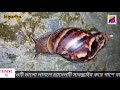 sundor odvut istholocor samuk. অদ্ভুত এক স্থলচর শামুক.এরা শামুকের জগতে সংখ্যালঘু নাম আফ্রিকান শামুক.