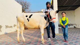 ਪਿੰਡ ਬੁਰਜ ਥਰੋੜ। 12 ਨਗ ਵਿਕਾਉ 👌🏻 ਤੋਕੜ ਗੱਬਣ ਗਾਵਾਂ, ਗੱਬਣ ਵੱਛੀਆਂ,ਤਾਜ਼ੀਆਂ ਸੂਈਆਂ ਗਾਵਾਂ ਤੇ ਹੀਫਰ ਵੱਛੀਆਂ ਵਿਕਾਉ