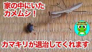 026　家の中をウロウロしていたカメムシを退治してくれるカマキリ