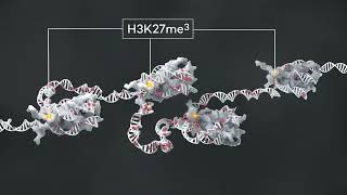 Uncoupling histone H3K4 trimethylation from transcription - Narrated by Debbie Irwin