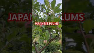 AMAZING JAPANESE PLUMS #shorts #fruits #plums #japan #amazing #youtubeshorts #shortvideo