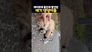 도로 위 테이프로 묶인 강아지와 눈이 마주친 순간