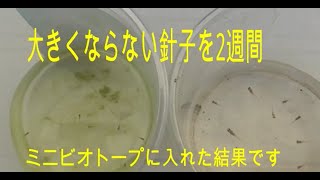 大きくならない針子をミニビオトープに入れて2週間、結果発表～