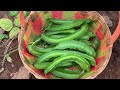 miracle vegetable siragu avarai winged bean சர்க்கரை வியாதிக்கு டாட்டா 👋🏻சொல்லுங்க 😁👍🏾