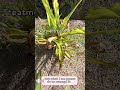 let’s diagnose the disease on this plant crinum lilly