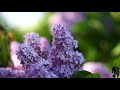 lilacs in 4k