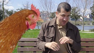 BİLAL GÖREGEN - Chicken Vibing to Levan Polkka - TAVUK VERSİYON