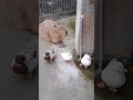 水豚君擺攤賣鴨鴨 可愛 動物 animals cute capybara duck