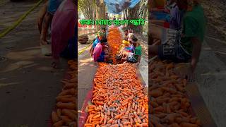 Carrots Harvesting