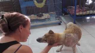 PRANCING PONI - STREET DOG RESCUE