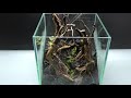 【20cm水槽 幻想的な森作り 植栽編】fantastic forest making