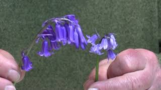 Friends of Pishiobury Park-Let's look at the difference between Bluebells.