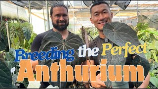 Inside the World of a Renowned ANTHURIUM Breeder | Paul Marcellini's Plant Collection Garden Tour |