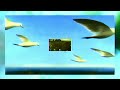 Islands - Superstitious (Official Video)
