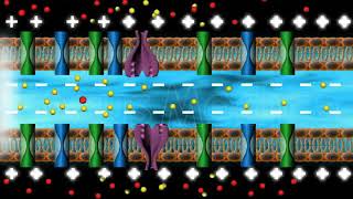 What is resting potential of neuron? - Animated Essential Atlas of Anatomy \u0026 Physiology