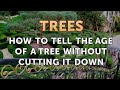 How to Tell the Age of a Tree Without Cutting it Down