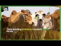 Unlocking the Secrets of Cattle Ranching in Zimbabwe | Expert Tips for Thriving Livestock Business