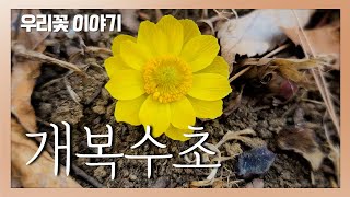 [우리꽃 이야기. 67]  개복수초