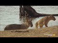 An Angry Hippo Charges a Trespassing Lion