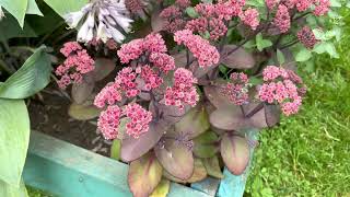 Sedum Spectabile Очиток видный