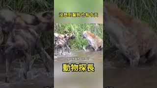 沒想到鬣狗也有今天！竟然被野狗追的躲到水里#動物世界