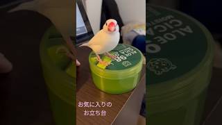 【お立ち台文鳥】白文鳥のもちちゃん#03🐦