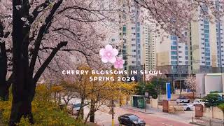 Spring 2024: Cherry Blossoms In Seoul