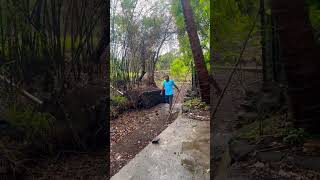 SRT Farming method | Wavekar Farm House.  #farming#rain #nature#happy  #photography  #dad