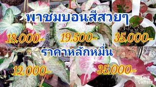 บอนสีราคาหลักหมื่นบอนสีมาแรง ตลาดนัดต้นไม้คลองถมพัทยาep:10  @ลุงมหาfamily