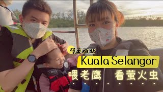 马来西亚亲子游 Kuala Selangor天空号适合一家大小的景点【出海喂老鹰\u0026看萤火虫】3岁的孩子都能玩的很尽兴Eagle Feeding ｜Firefly 瓜拉雪兰莪Family Trip