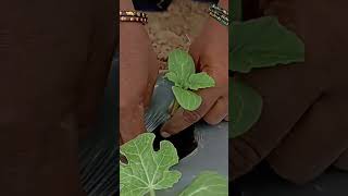 தர்பூசணி வளர்ப்பில் முக்கியமான விஷயம் #watermelon#mulching sheet#