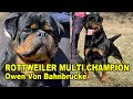 Rottweiler Multi Champion - Owen Von Der Bahnbrucke