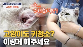 고양이 귀청소 방법, 이렇게만 하시면 됩니다. 잠실ON동물의료센터 고양이 집사생활 꿀팁 대방출!