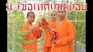 ขอบคุณที่อุดหนุนมะเขือเทศเมล่อนเณรน้อย