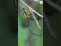 dragonfly 12 thumbi dragonfly insect macro nature wildlife photography macroworld