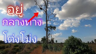 ผึ้งหลวงรังนี้รอดพรานผึ้งมาได้ไง อยู่กลางถนน โต่งโม่ง