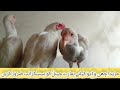 heera chicks looking for new shiltet ہیرا چوزوں کو نئی پناہ گاہ کی تلاش 0342 5514148 wtsp number