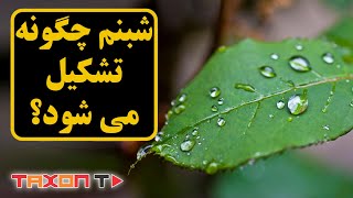 شبنم چگونه تشکیل می شود؟  | formed