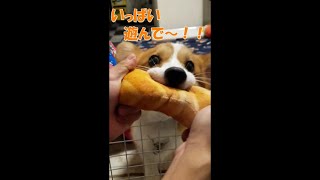 【コーギー子犬】遊んでの誘い方が可愛すぎるこむぎ-corgi puppy-