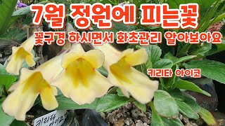 꽃구경 하면서 화초관리 알아보아요 #그라디올러스 #국화 7월 25일