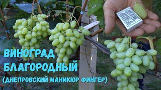 Виноград Благородный(Днепровский Маникюр Фингер)