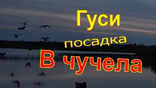 Охота на утку #8 Гуси сели прямо в чучела