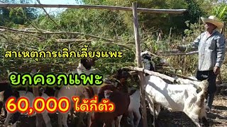 ยกคอกแพะ ราคาที่60,000 ได้กี่ตัว  สาเหตุที่ขายแพะยกคอก (ปิดราคาแล้ว)