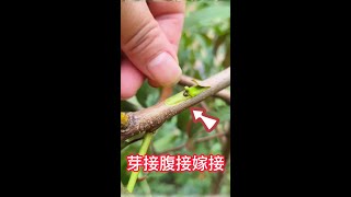 3種果樹嫁接的操作過程，1分鐘教你學會如何嫁接果樹，快來學習學習 3 kinds of fruit tree grafting operation process, you how to graft