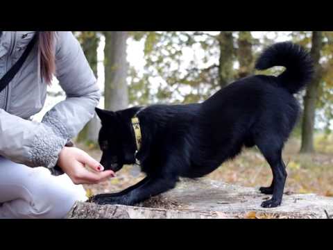 DOG TRICKS AND TRAINING | Labrador And Schipperke - YouTube