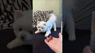 quit cat 😸 white cat 😺 🐈 little cat cat video small cat #catface